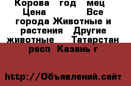 Корова 1 год 4 мец › Цена ­ 27 000 - Все города Животные и растения » Другие животные   . Татарстан респ.,Казань г.